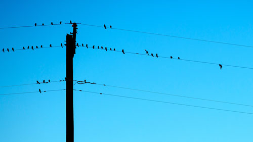 Telephone Wires with Birds